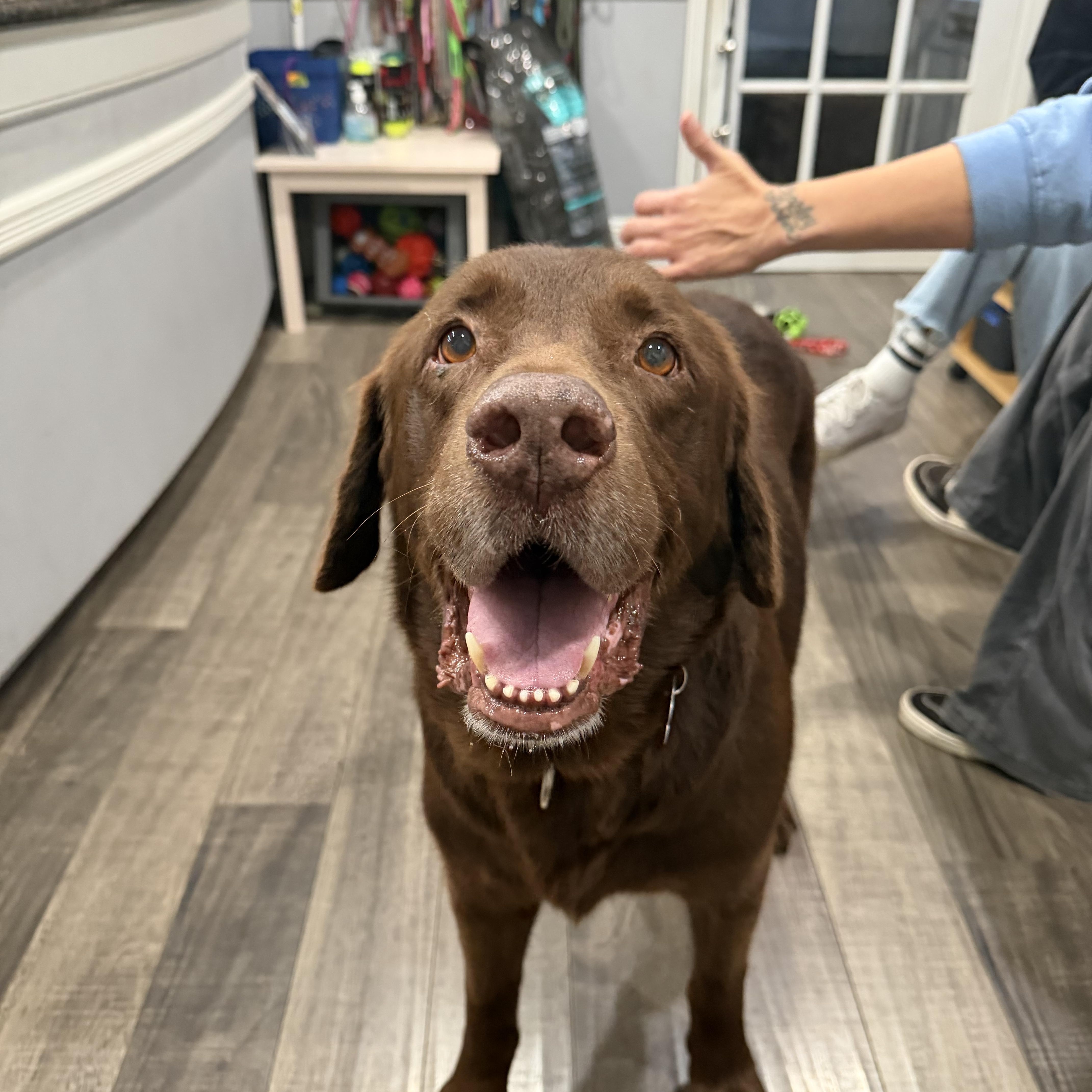 Enlarge Eli, a Adoptable Chocolate Labrador Retriever in Mahwah, NJ image 1/6