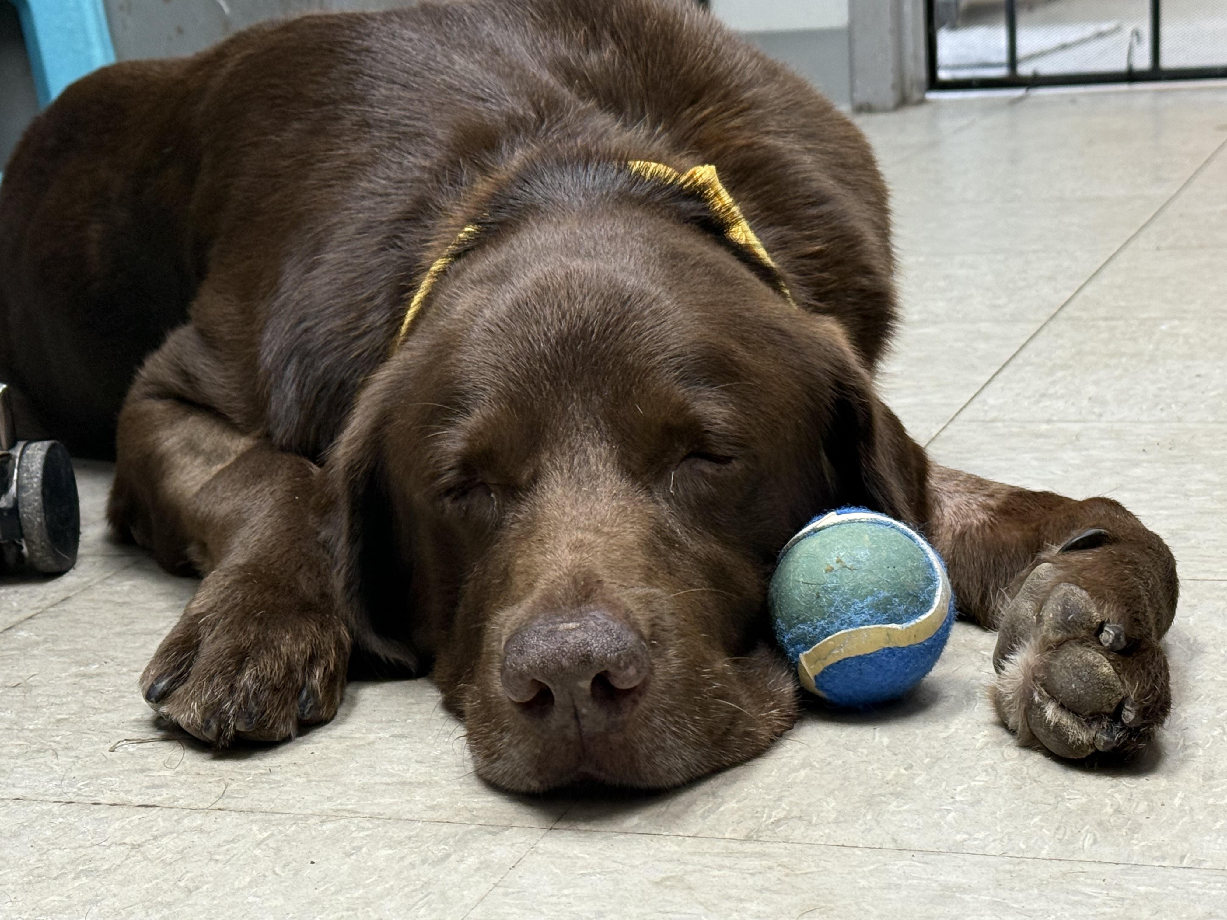 Enlarge Eli, a Adoptable Chocolate Labrador Retriever in Mahwah, NJ image 2/6