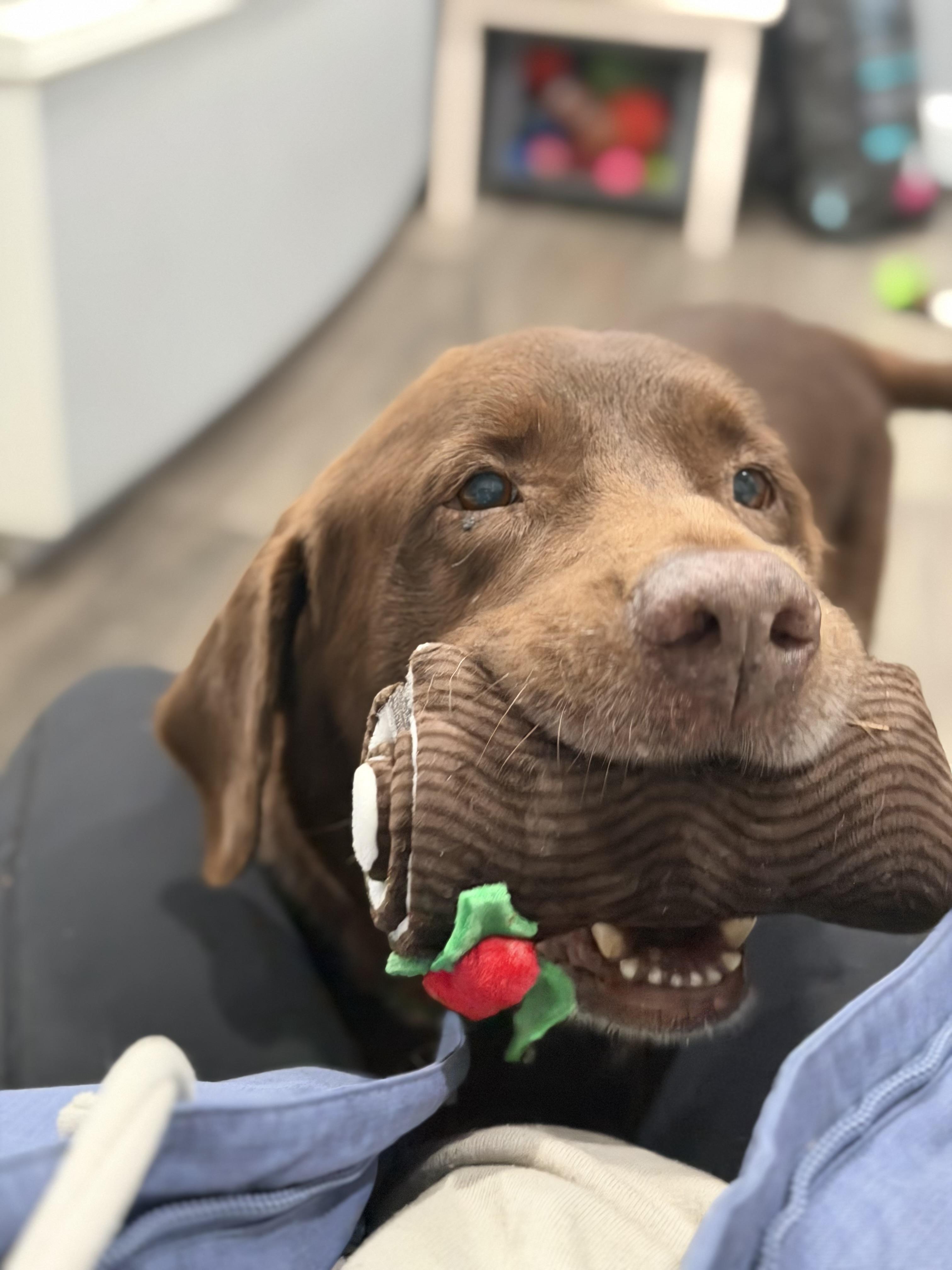 Enlarge Eli, a Adoptable Chocolate Labrador Retriever in Mahwah, NJ image 3/6