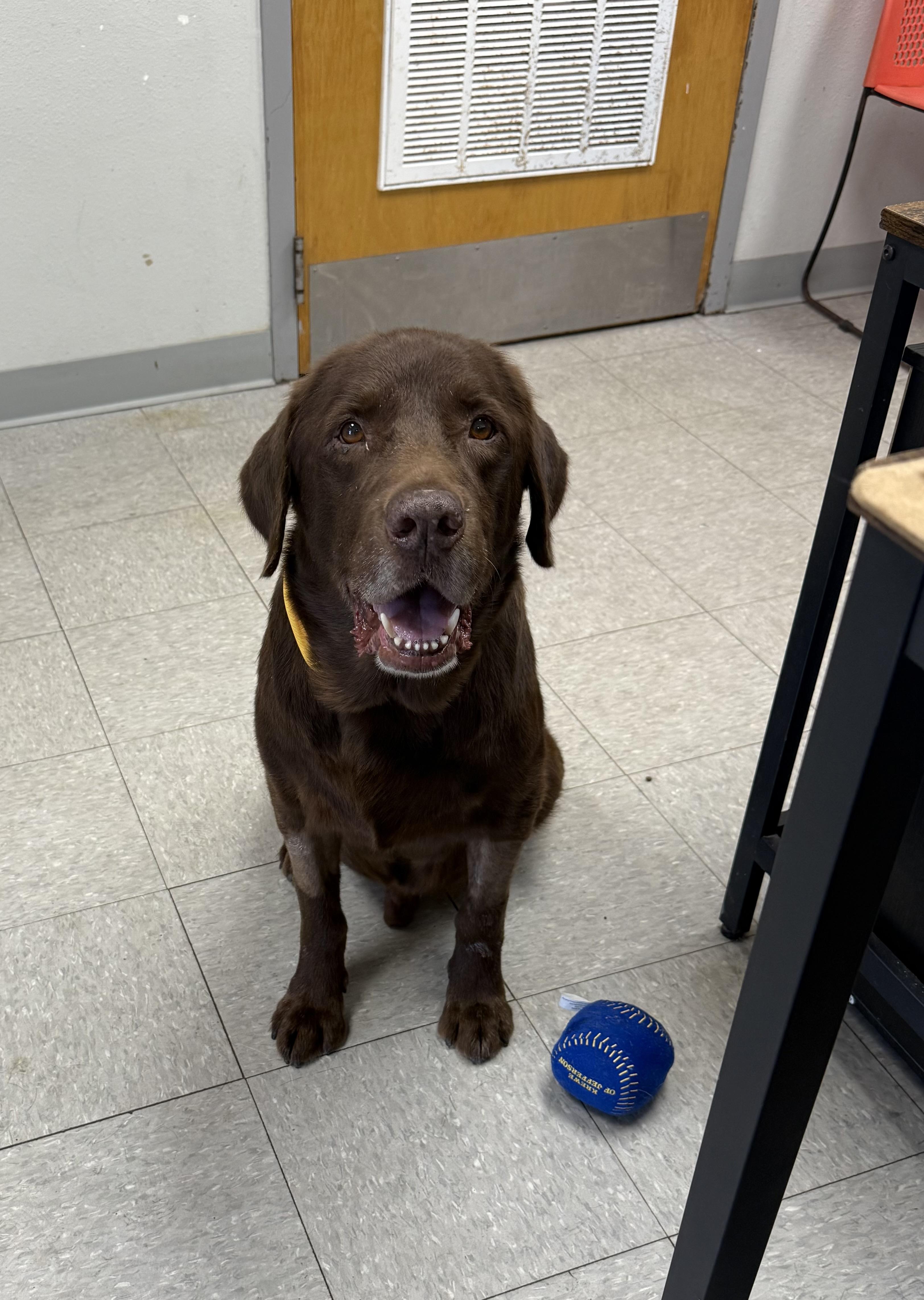 Enlarge Eli, a Adoptable Chocolate Labrador Retriever in Mahwah, NJ image 4/6