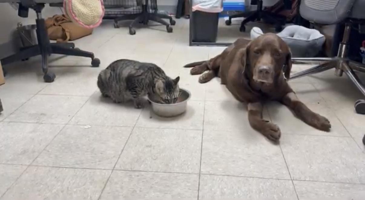 Enlarge Eli, a Adoptable Chocolate Labrador Retriever in Mahwah, NJ image 5/6