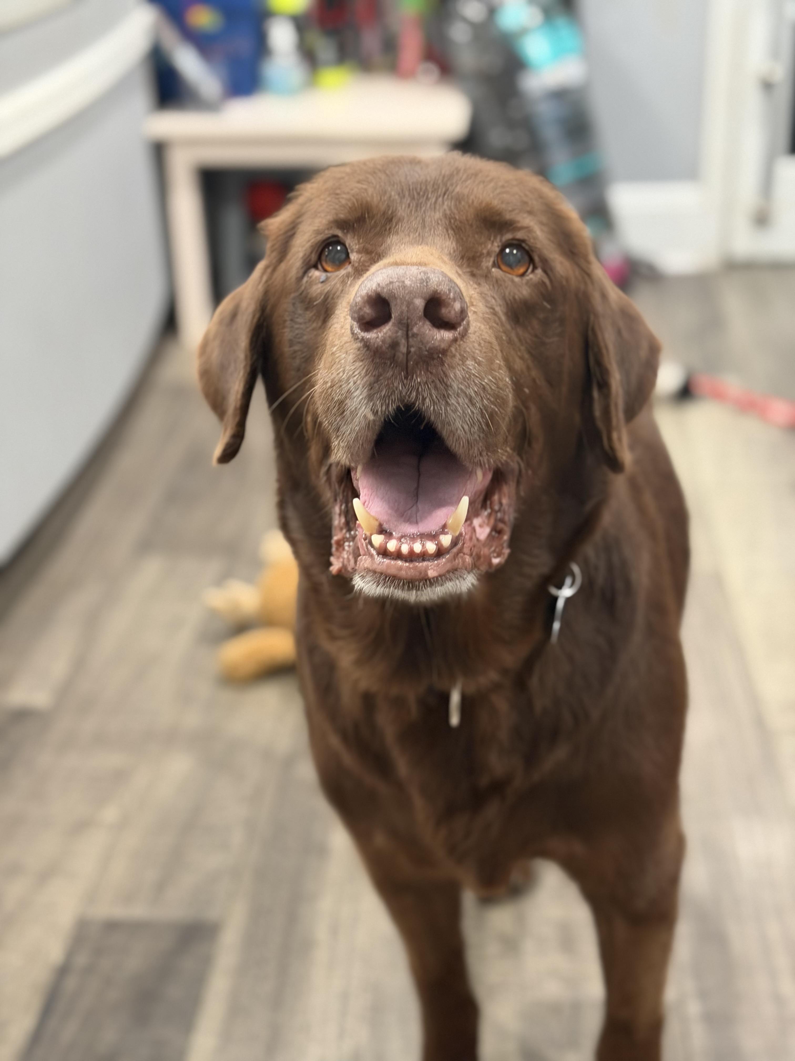 Enlarge Eli, a Adoptable Chocolate Labrador Retriever in Mahwah, NJ image 6/6