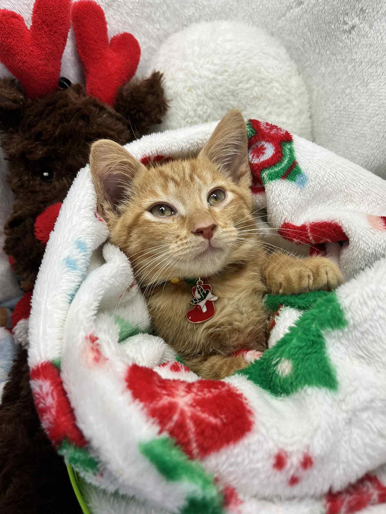 Enlarge Fitz, a Adoptable Tabby in Tavares, FL image 1/3