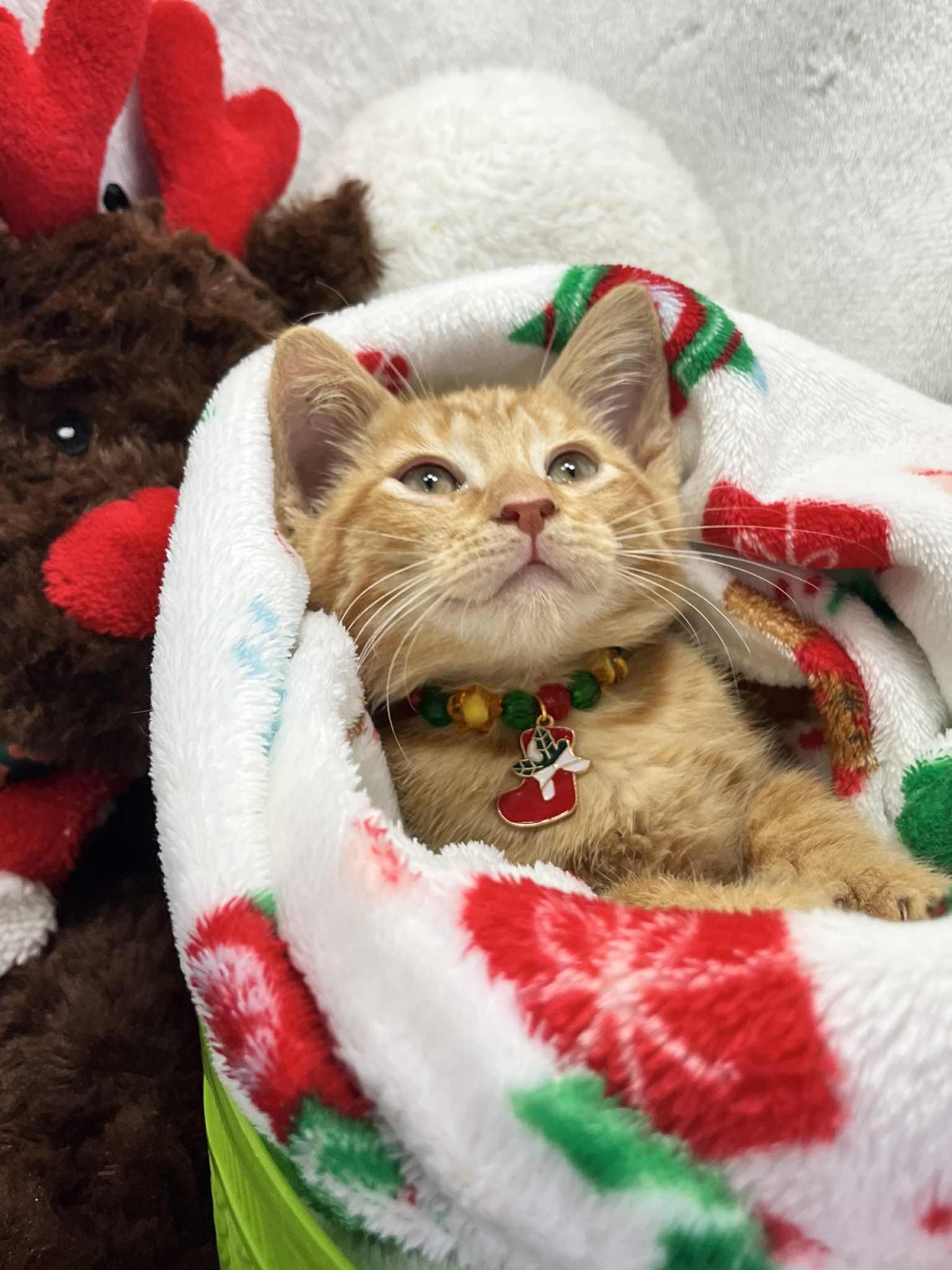 Enlarge Fitz, a Adoptable Tabby in Tavares, FL image 2/3