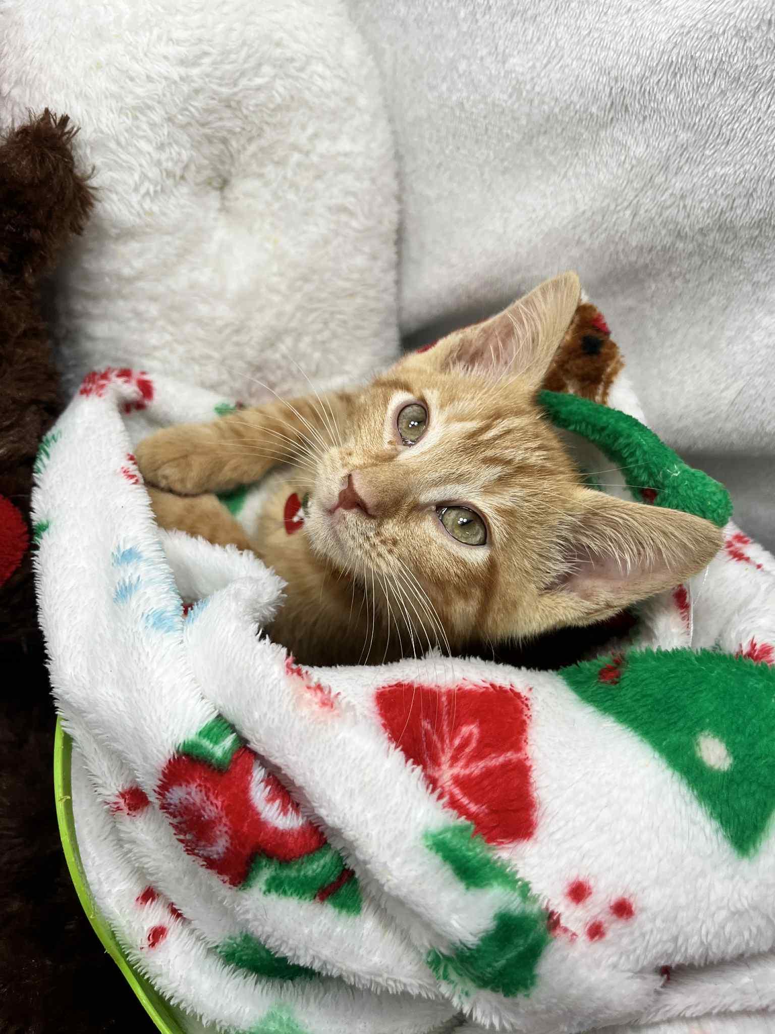 Enlarge Fitz, a Adoptable Tabby in Tavares, FL image 3/3