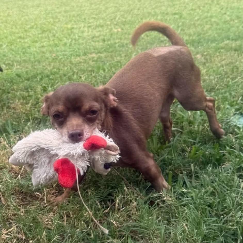 Enlarge Obie *Arriving 10/24* D12803, a Adoptable mixed breed in Princeton, MN image 3/3