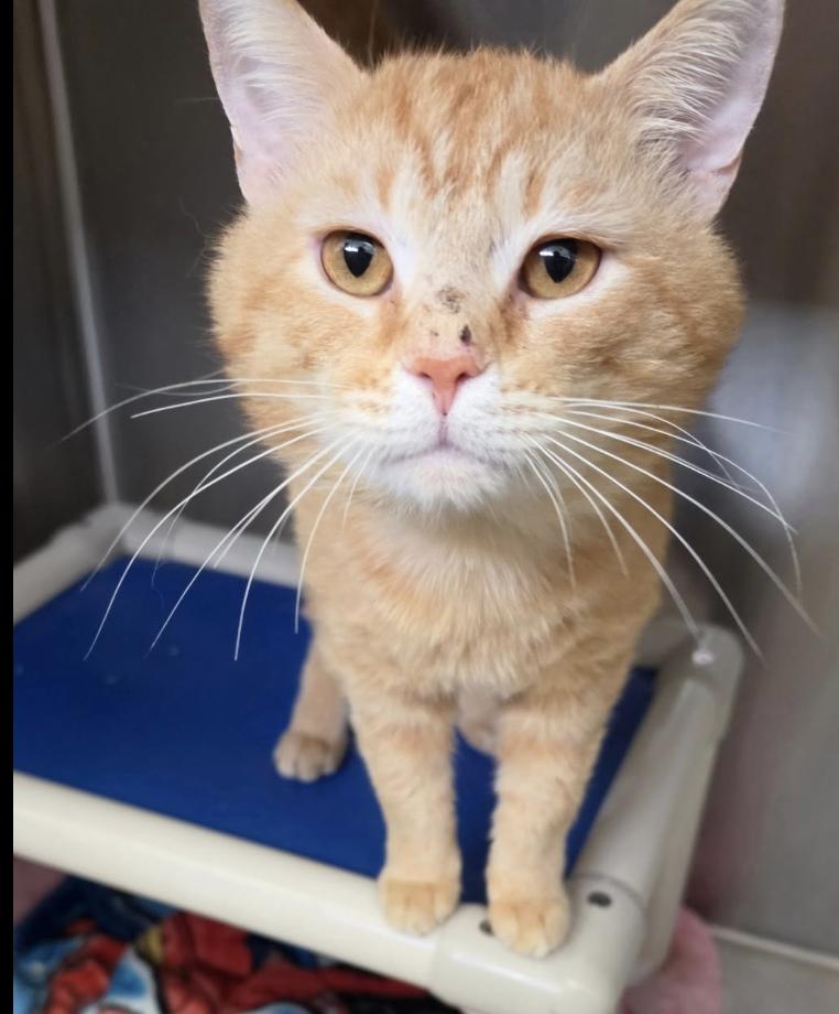 Mike, ADOPTABLE, Young Male Domestic Short Hair.