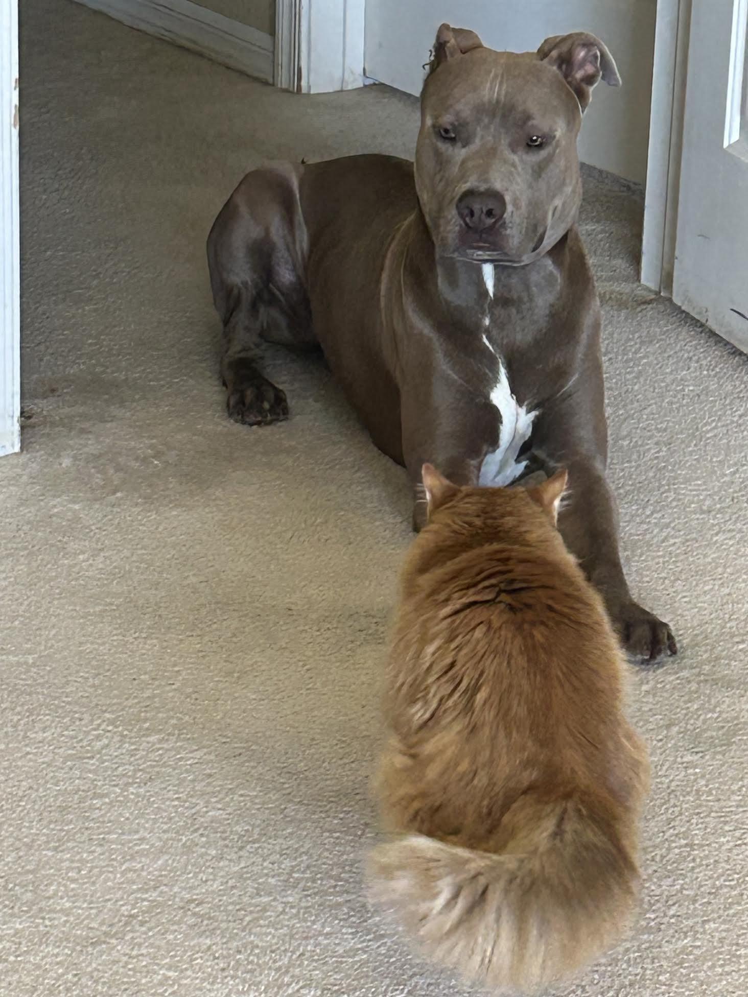 Liam, ADOPTABLE, Young Male Pit Bull Terrier.