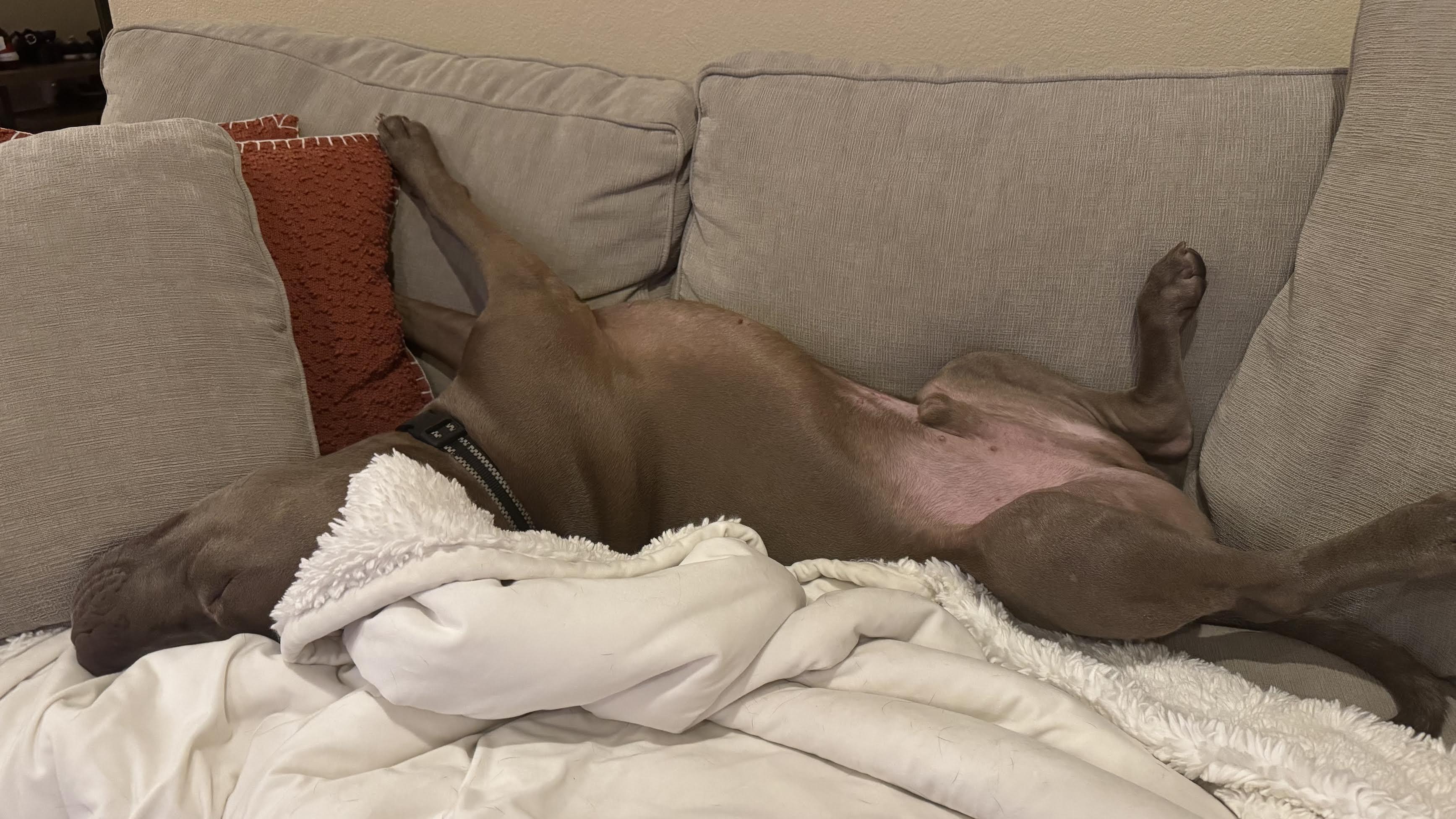 Enlarge Liam, a ADOPTABLE mixed breed in Las Vegas, NV image 2/2