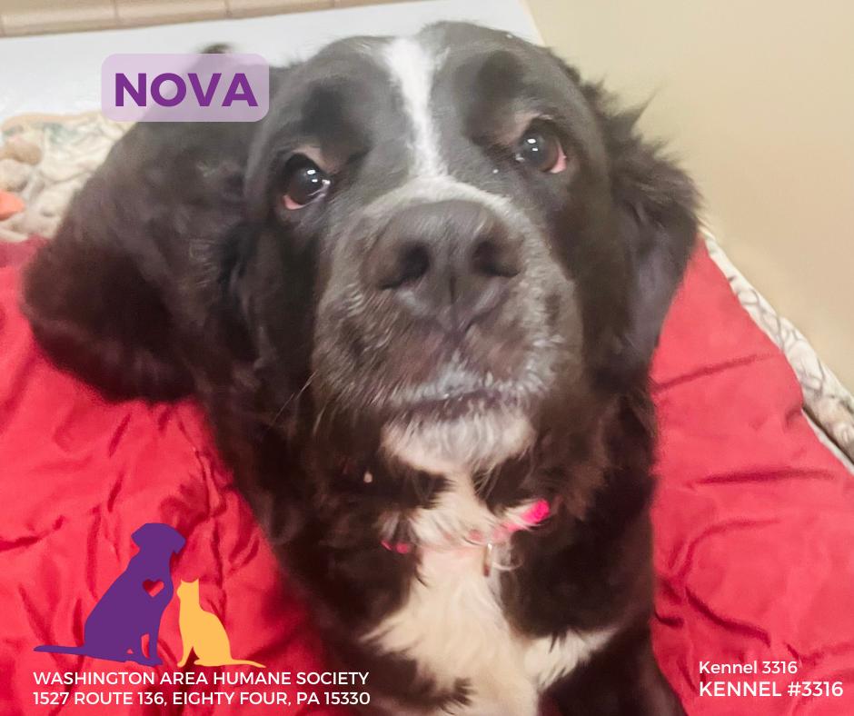 Nova, ADOPTABLE, Adult Female Saint Bernard & Great Pyrenees.