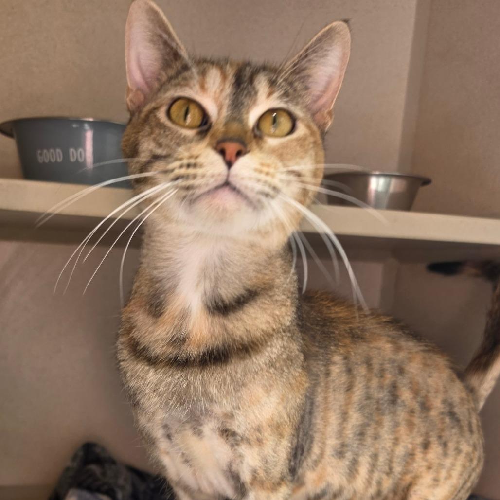 Catherine Fox, Adoptable, Adult Female Domestic Short Hair.