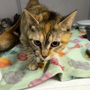 Enlarge Catherine Fox, a Adoptable Domestic Short Hair in Grinnell, IA image 2/2