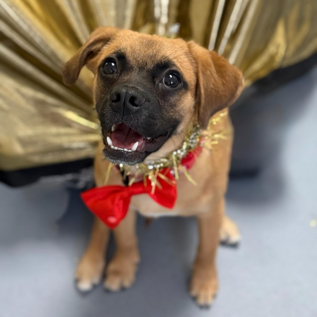 Enlarge Buddy, an adopted mixed breed in Greensburg, PA image 3/5