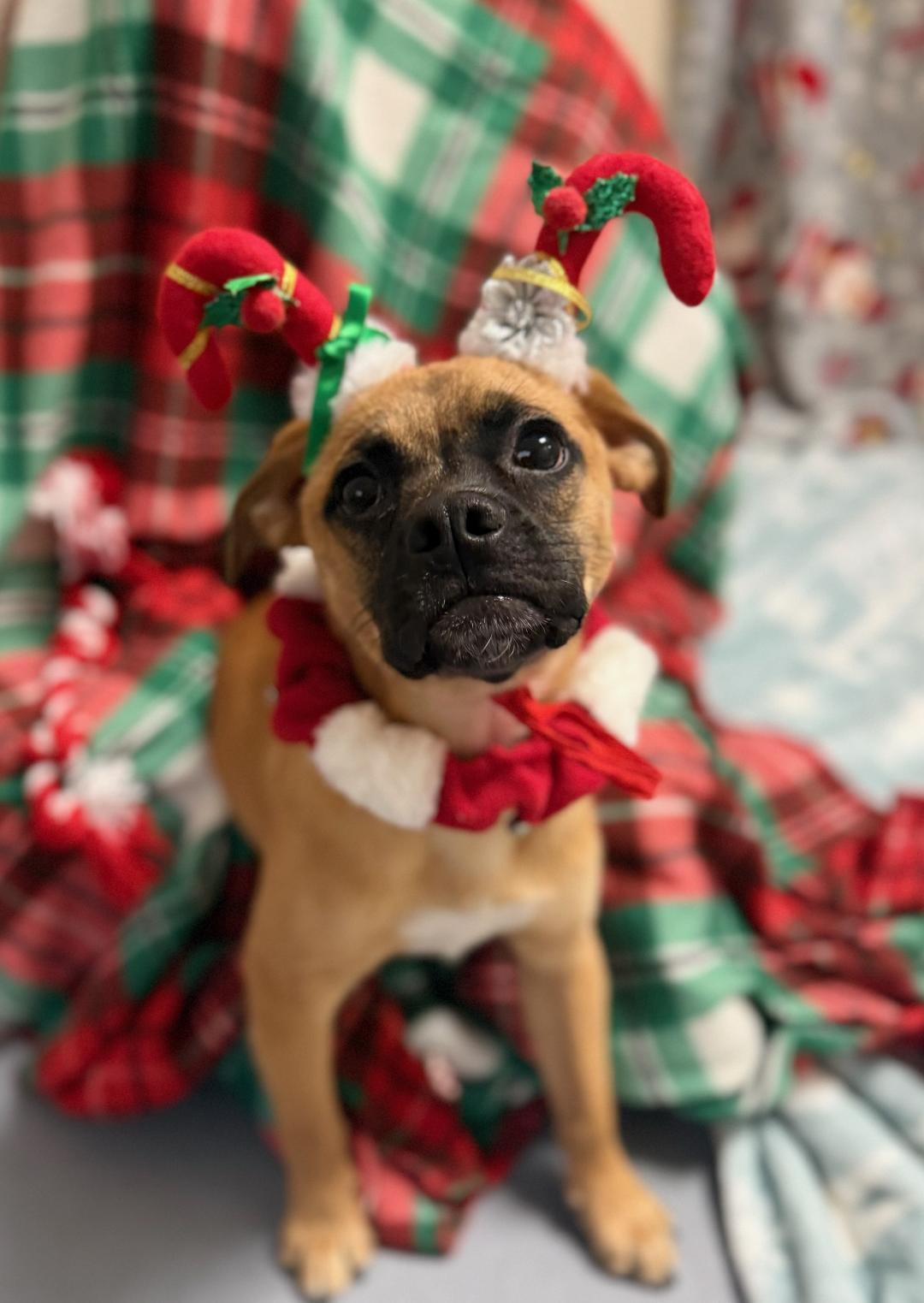 Buddy, adopted, Young Male Pug & Beagle.