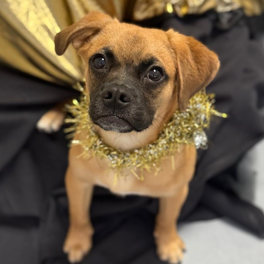 Enlarge Buddy, an adopted mixed breed in Greensburg, PA image 4/5