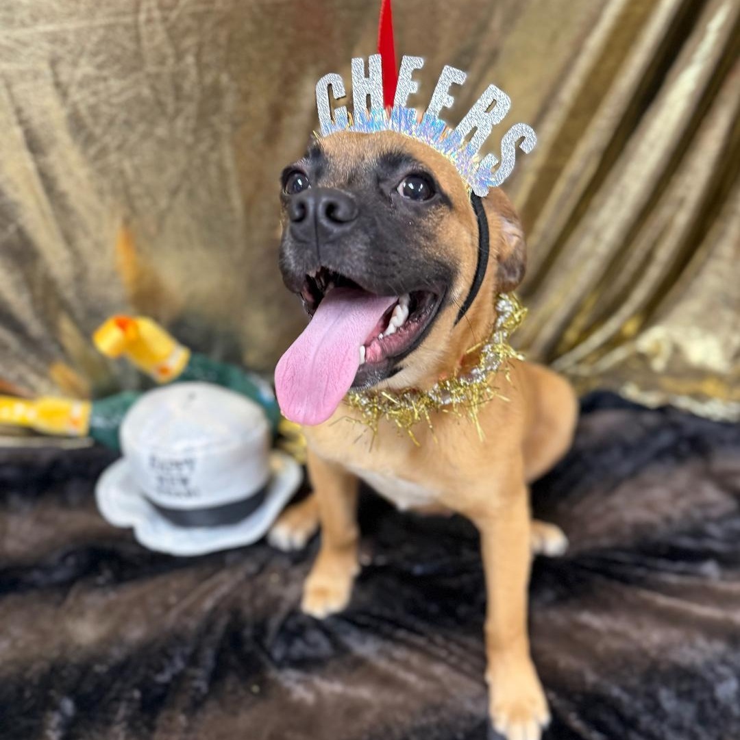 Enlarge Buddy, an adopted mixed breed in Greensburg, PA image 2/5