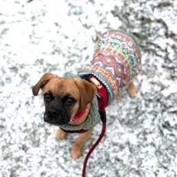 Enlarge Buddy, an adopted mixed breed in Greensburg, PA image 5/5