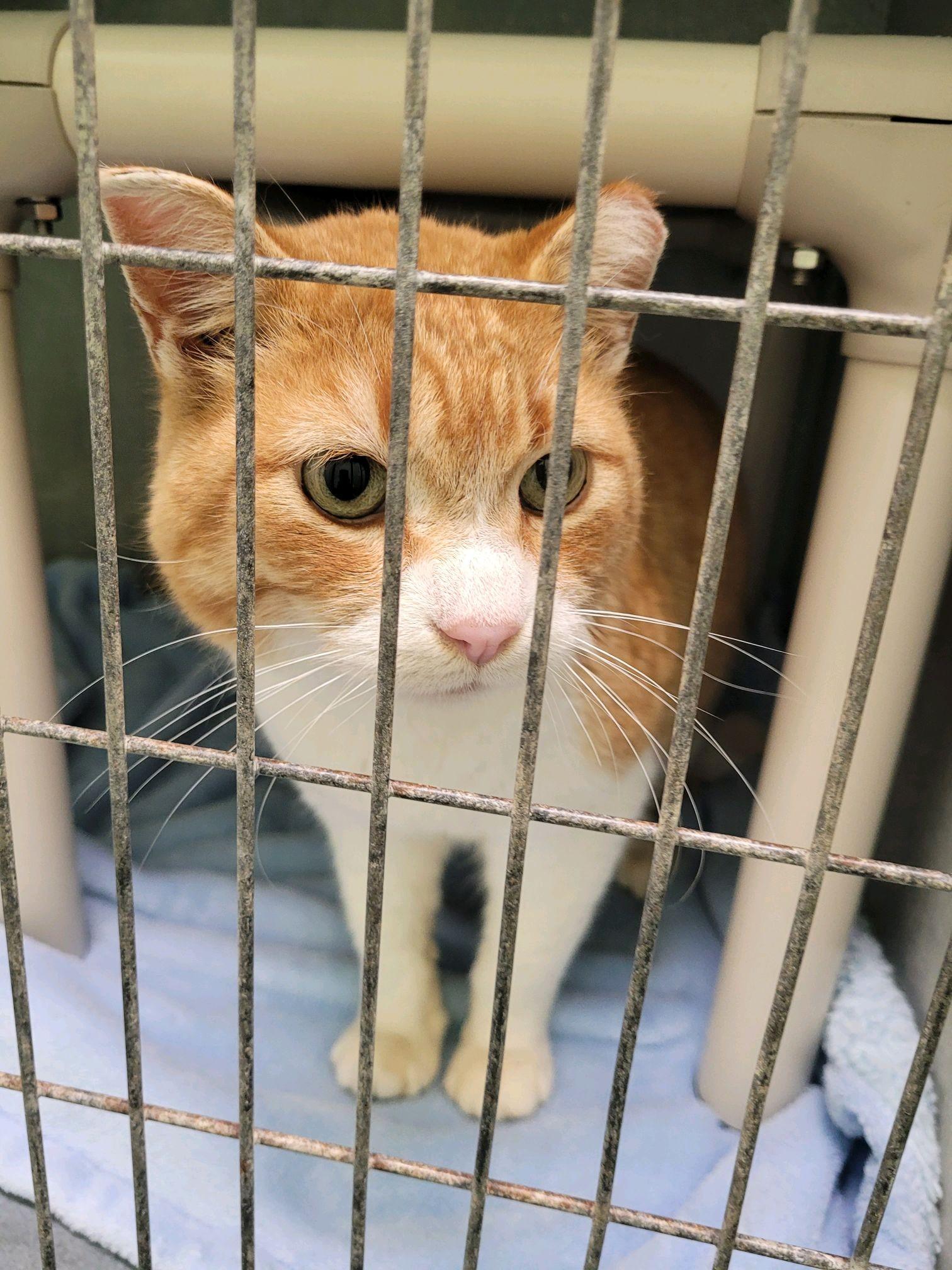 Ringo, ADOPTABLE, Adult Male Domestic Short Hair.