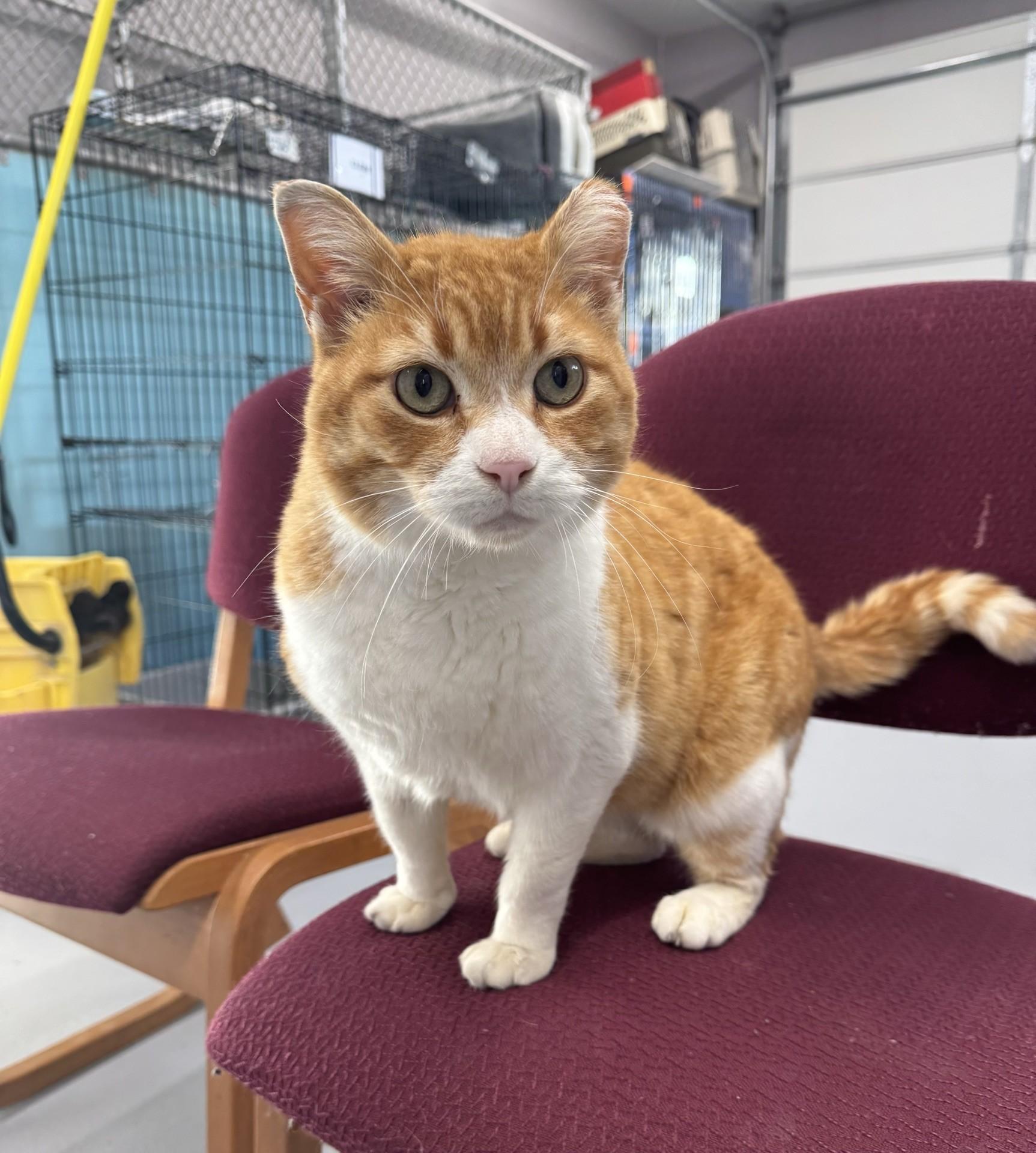 Enlarge Ringo, an adoptable Domestic Short Hair in Morris, MN image 1/2