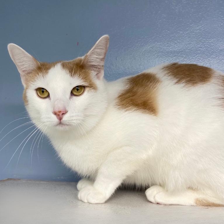 Oopsy Daisy, Adoptable, Adult Female Domestic Short Hair.