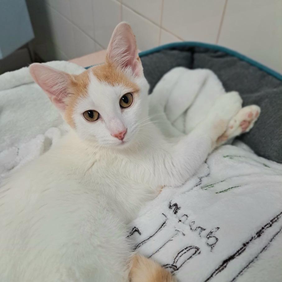 Enlarge Oopsy Daisy, a Adoptable Domestic Short Hair in Fort Lauderdale, FL image 2/5