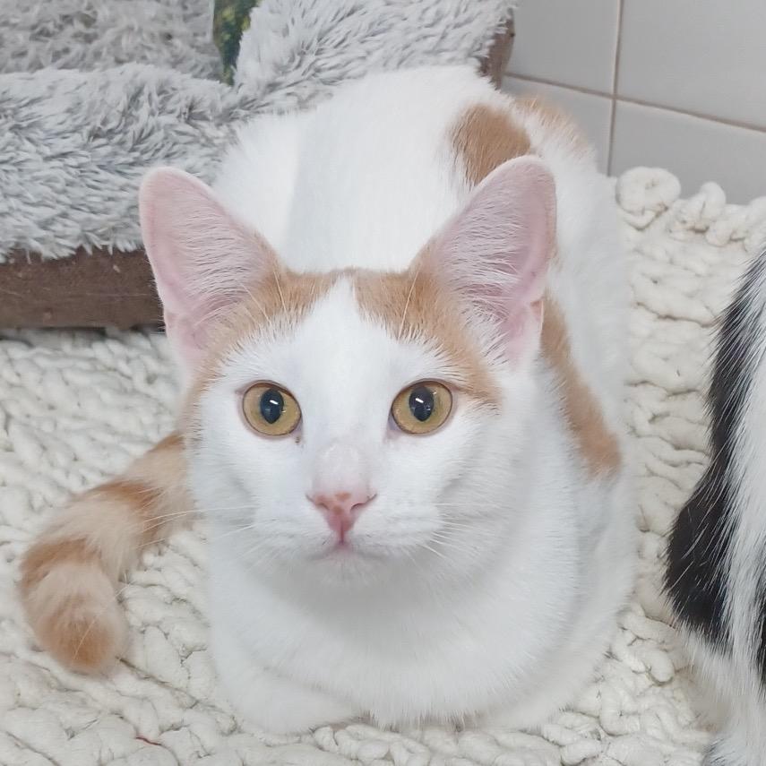 Enlarge Oopsy Daisy, a Adoptable Domestic Short Hair in Fort Lauderdale, FL image 3/5