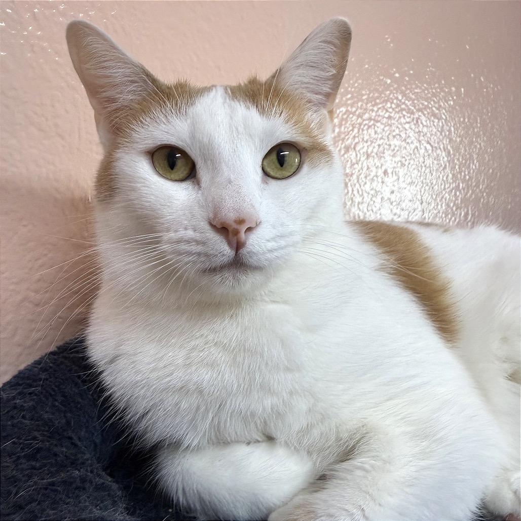 Enlarge Oopsy Daisy, a Adoptable Domestic Short Hair in Fort Lauderdale, FL image 4/5