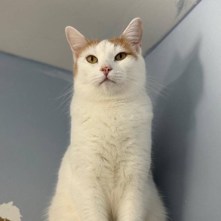 Enlarge Oopsy Daisy, a Adoptable Domestic Short Hair in Fort Lauderdale, FL image 5/5