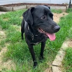 Cooper, Adult Male unknown
