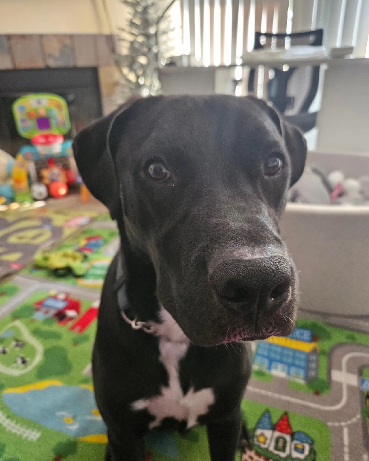 Enlarge Cacoa, a Adoptable mixed breed in Claremont, CA image 1/3