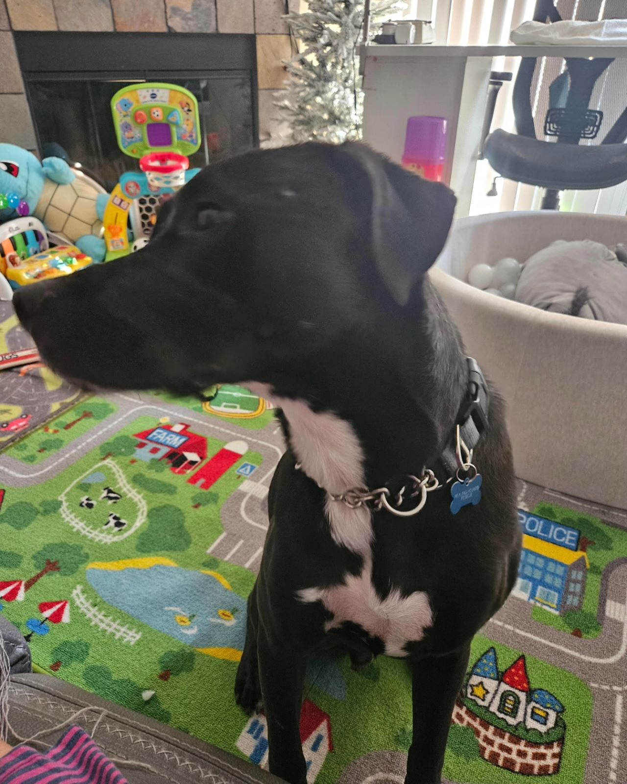 Enlarge Cacoa, a Adoptable mixed breed in Claremont, CA image 3/3