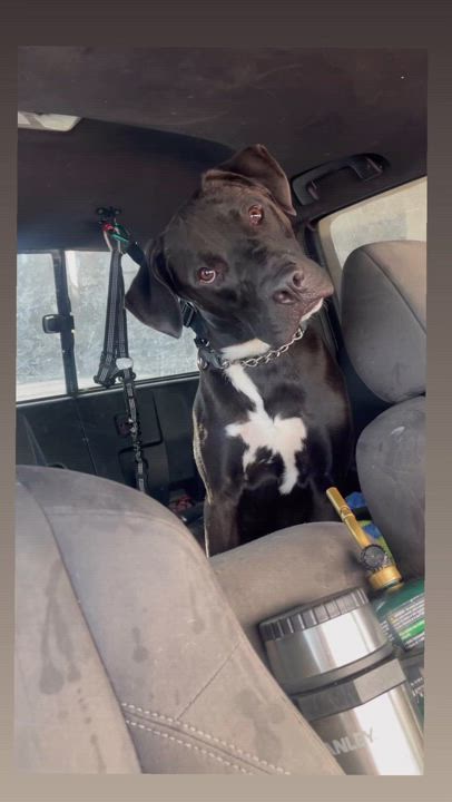 Enlarge Cacoa, a Adoptable mixed breed in Claremont, CA video 2/3