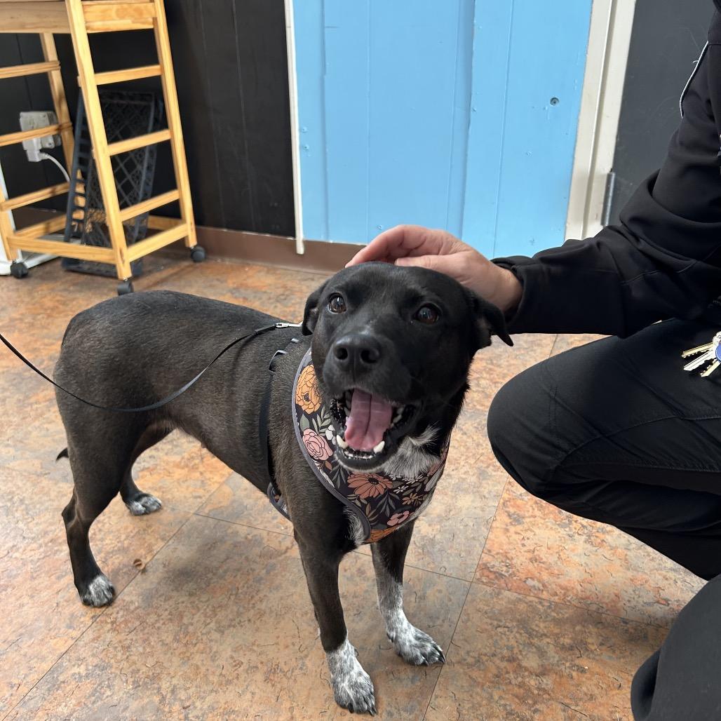 Lily, Adoptable, Puppy Female Black Labrador Retriever.