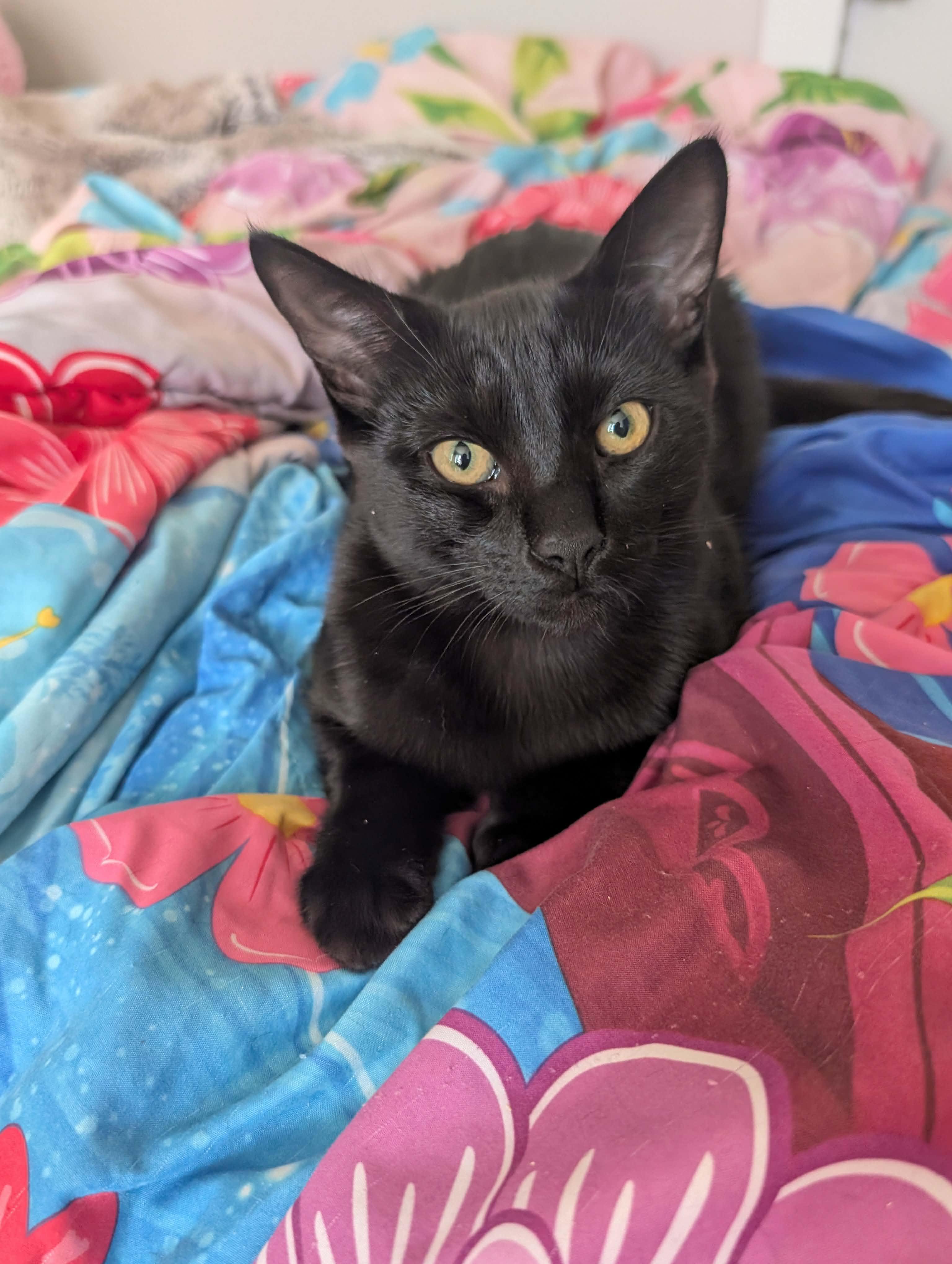 Garou, ADOPTABLE, Kitten Male Domestic Short Hair.