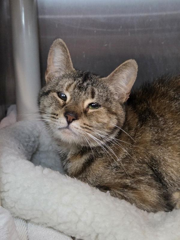 Crinkle Cut French Fry, Adoptable, Adult Female Domestic Short Hair.