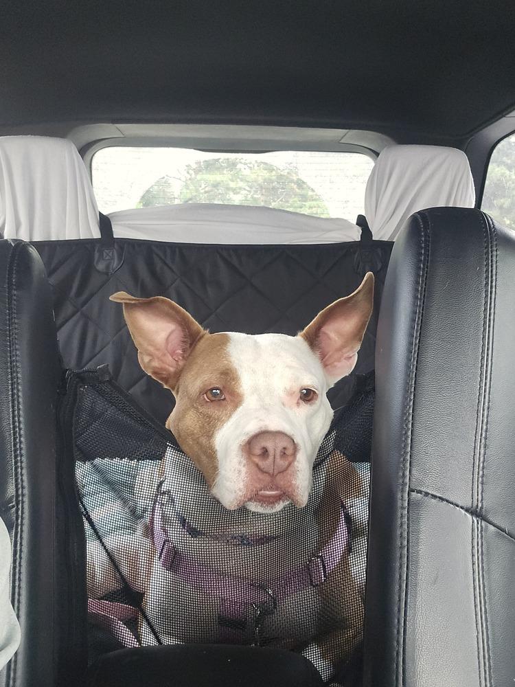 Pam Beasley, Adoptable, Adult Female Mixed Breed.