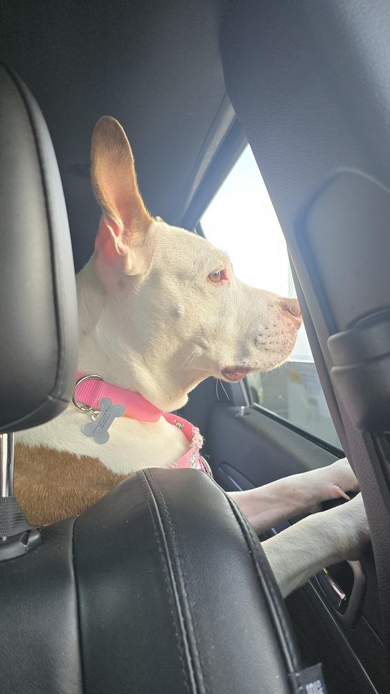 Enlarge Pam Beasley, a Adoptable mixed breed in Clinton Township, MI image 2/5