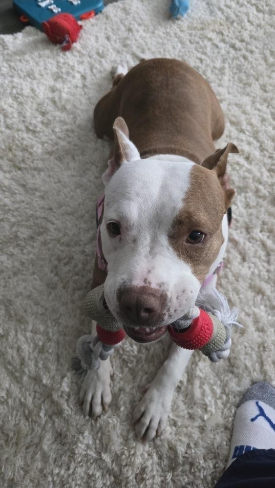Enlarge Pam Beasley, a Adoptable mixed breed in Clinton Township, MI image 2/5