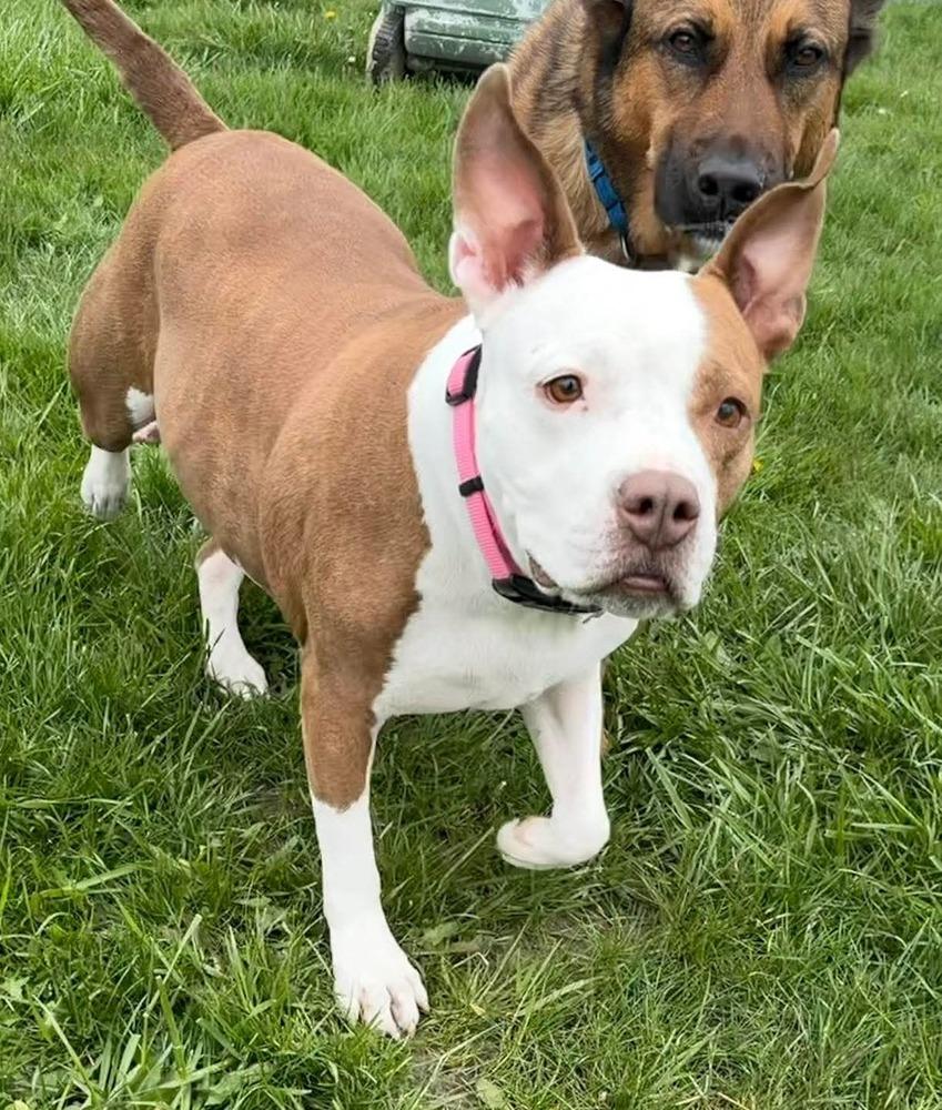 Enlarge Pam Beasley, a Adoptable mixed breed in Clinton Township, MI image 4/5