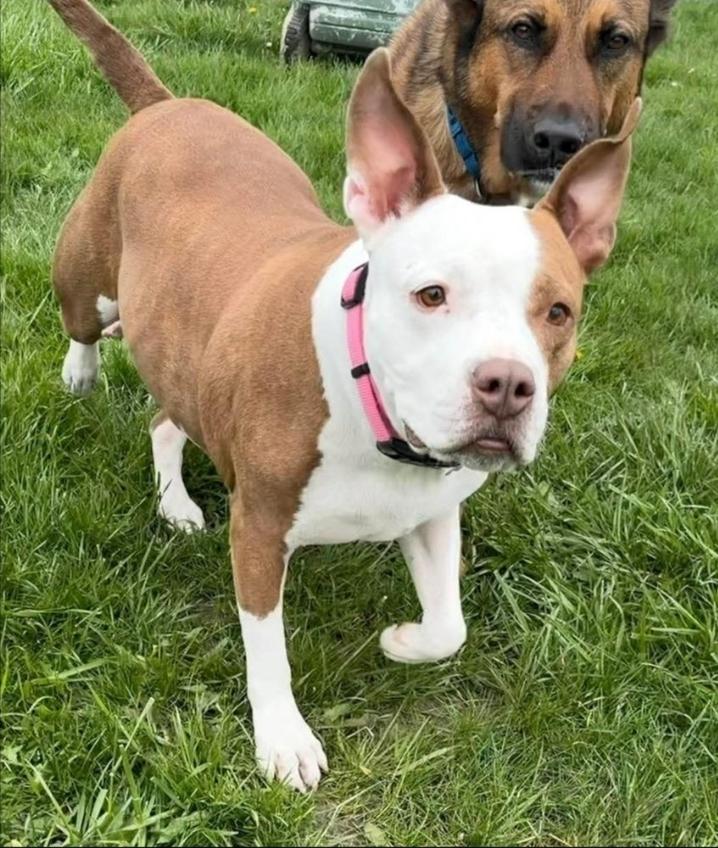 Enlarge Pam Beasley, a Adoptable mixed breed in Clinton Township, MI image 4/5