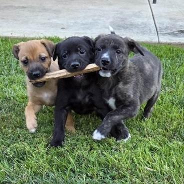 Enlarge Eileen, a Adoptable mixed breed in Yucaipa, CA image 2/6