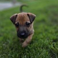 Enlarge Eileen, a Adoptable mixed breed in Yucaipa, CA image 3/6
