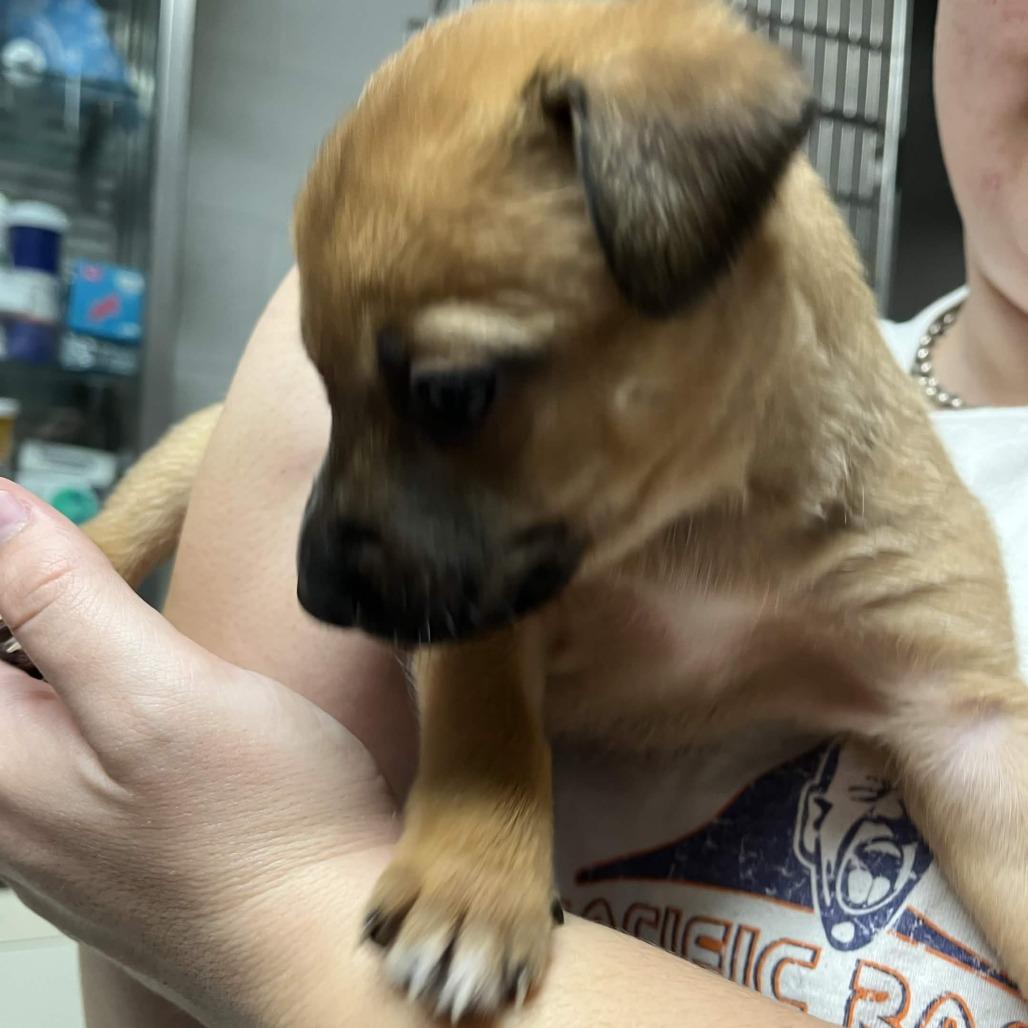 Enlarge Eileen, a Adoptable mixed breed in Yucaipa, CA image 4/6