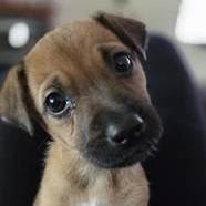 Enlarge Eileen, a Adoptable mixed breed in Yucaipa, CA image 5/6