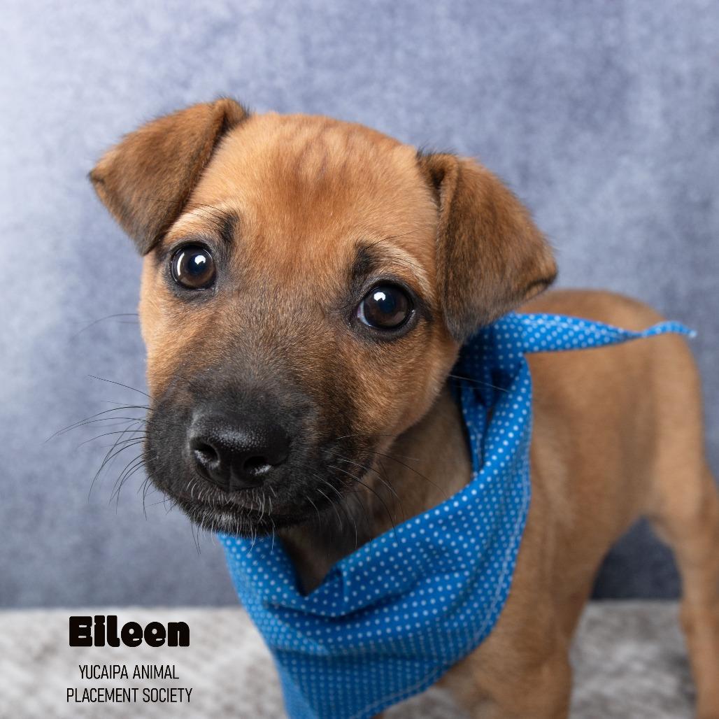 Enlarge Eileen, a Adoptable mixed breed in Yucaipa, CA image 6/6