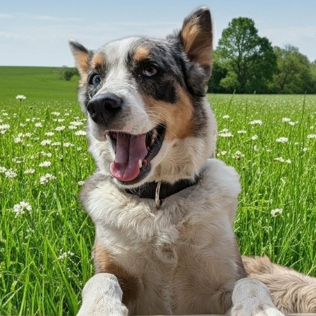 Molly, a Adoptable mixed breed in Kansas City, MO image 1/5