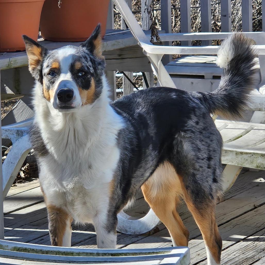 Molly, a Adoptable mixed breed in Kansas City, MO image 3/5