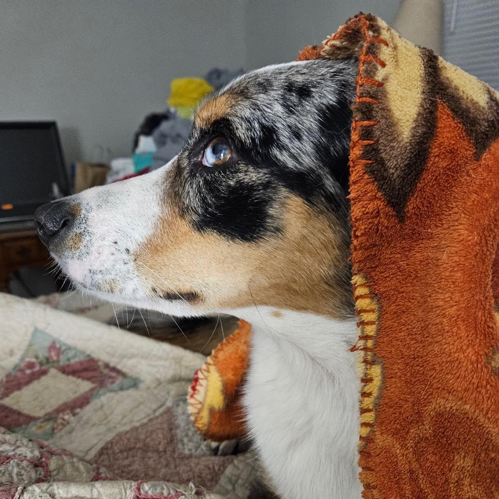 Molly, a Adoptable mixed breed in Kansas City, MO image 4/5