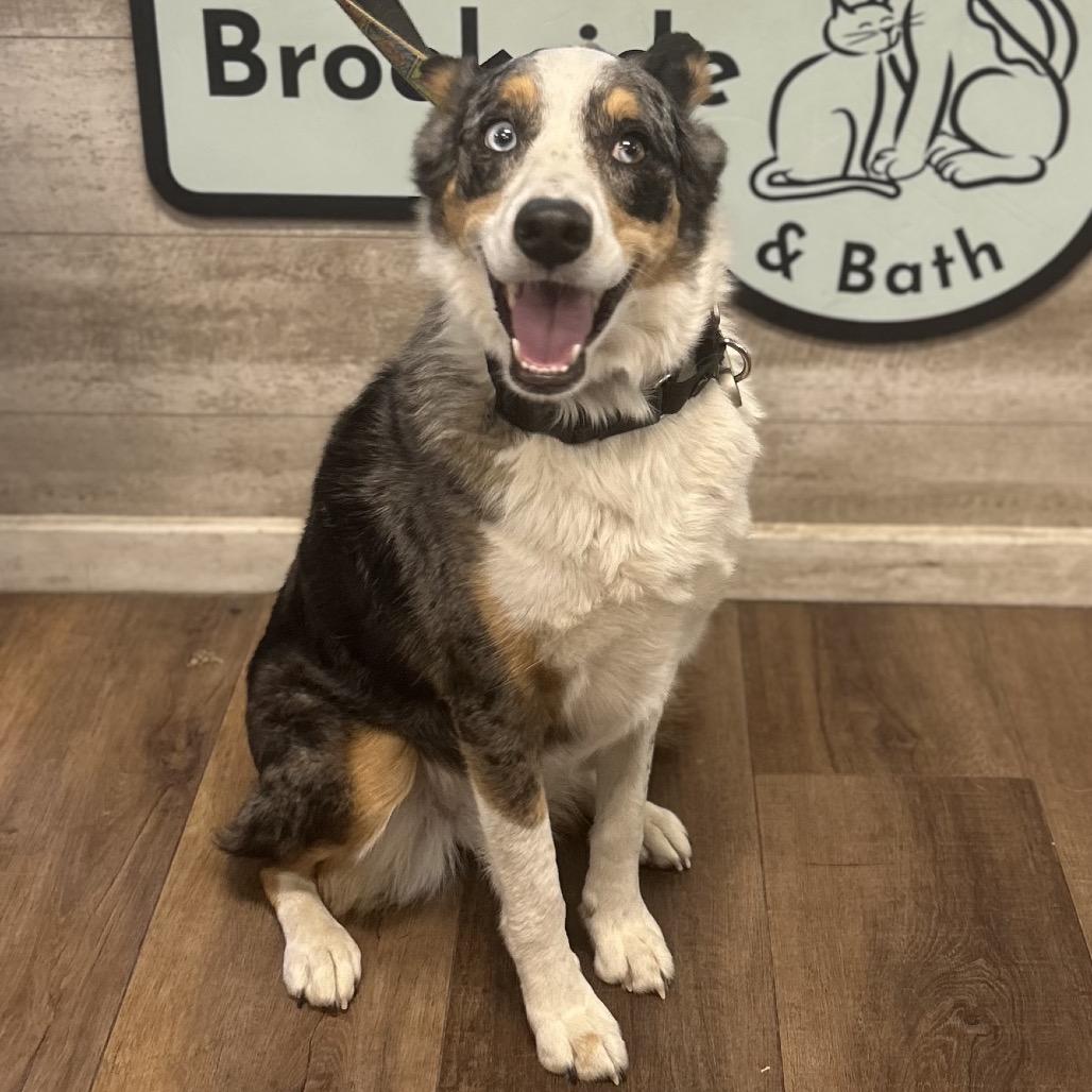 Molly, a Adoptable mixed breed in Kansas City, MO image 5/5
