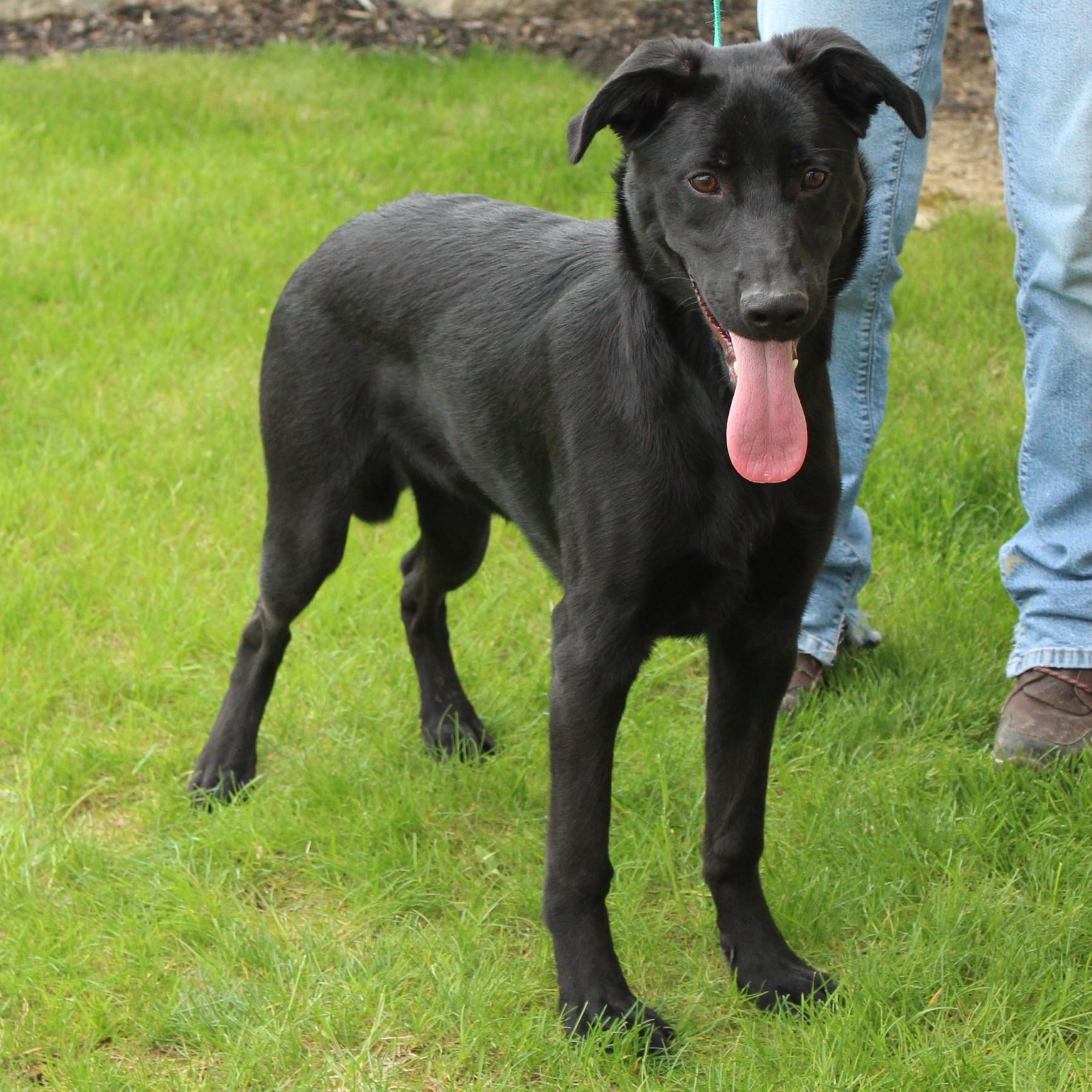 Macklin, Adoptable, Young Male Labrador Retriever.